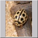 Tytthaspis 16-punctata - 16-Punkt-Marienkaefer 02.jpg